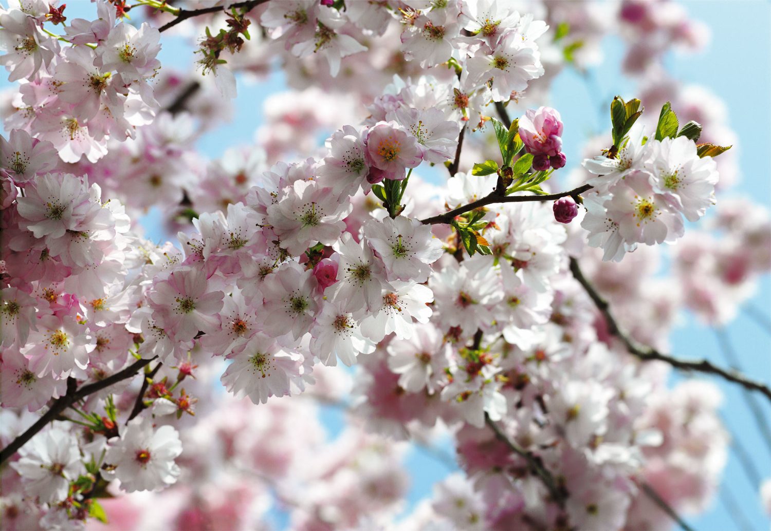 Spring