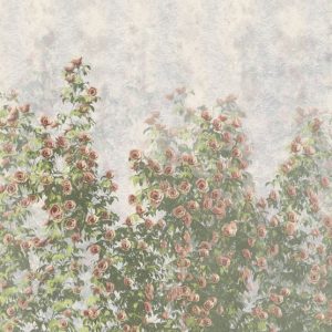 Wall Roses