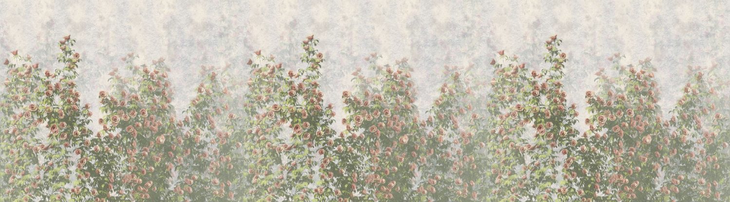 Wall Roses