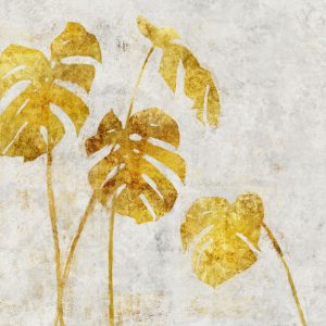 Golden Monstera