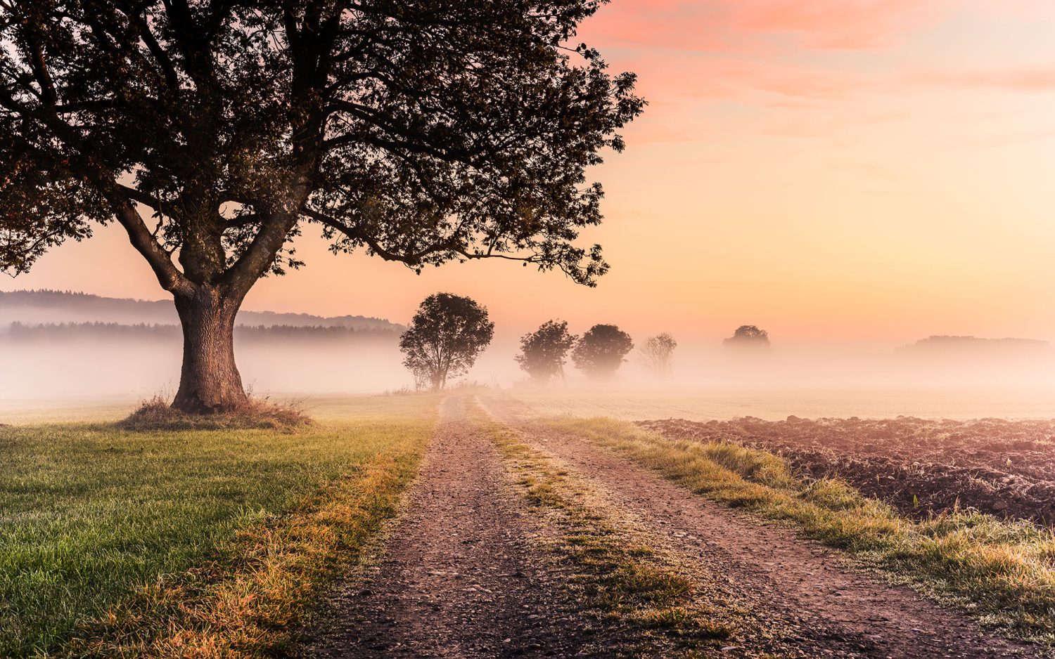 Misty Morning