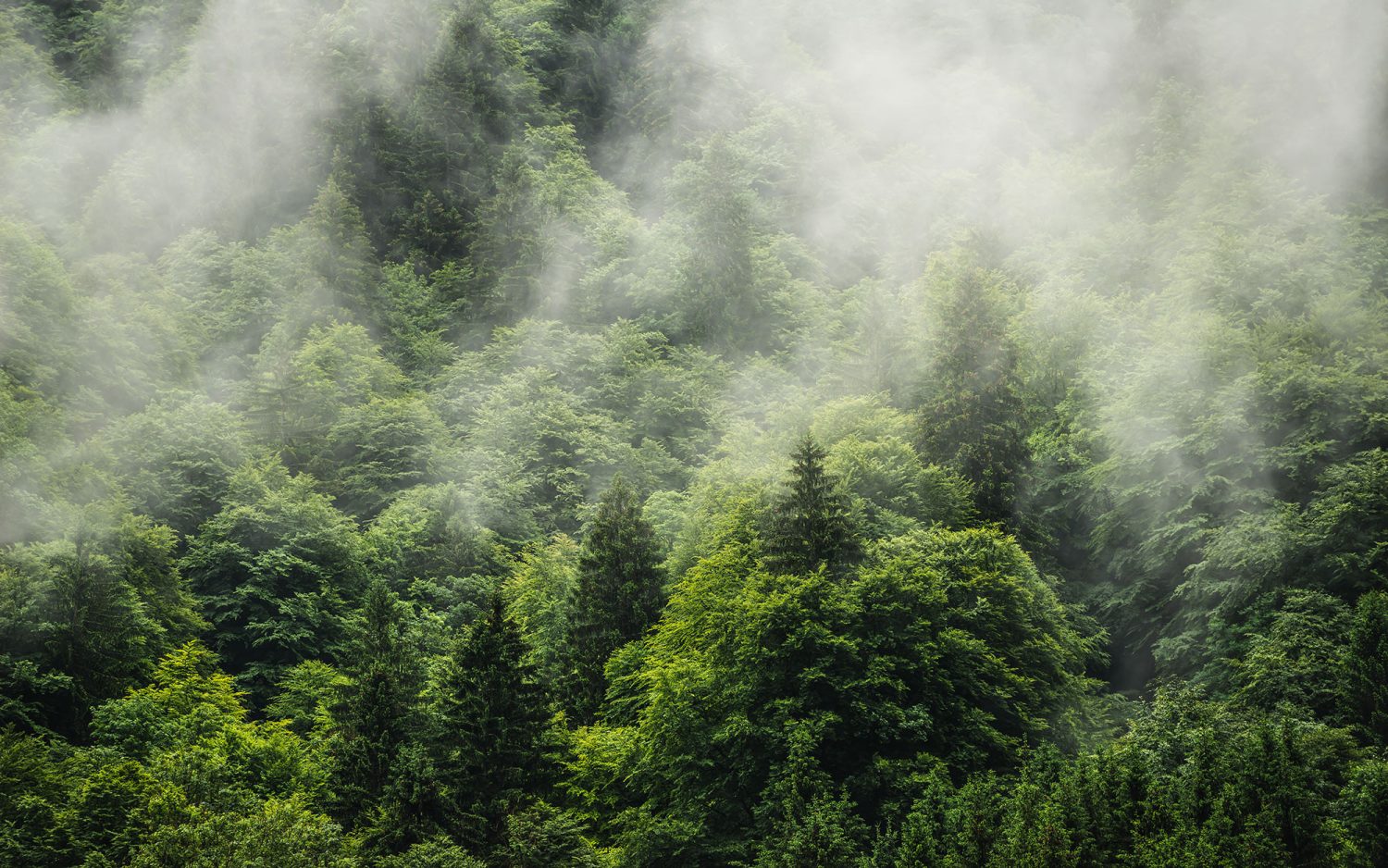 Forest Land