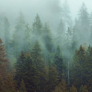 Foggy Firs