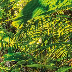 Jungle Trail