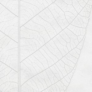 Decent Leaf