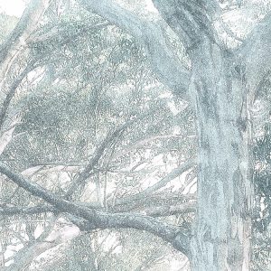 Magic Trees