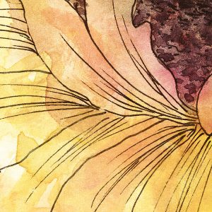 Girasol