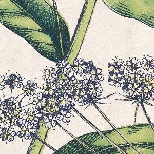 Flowering Herbs