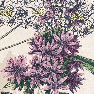 Flowering Herbs