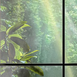 Rainforest