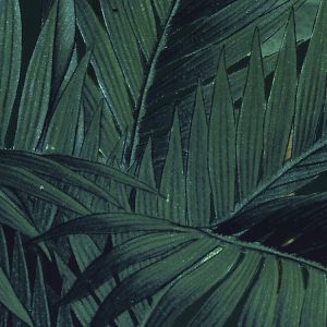 Jungle Night