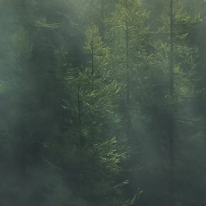 Misty Crowns