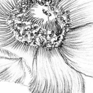 Embroidery