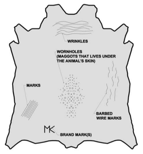 Outline of a whole hide marking wrinkles, wormholes, scratches and brand marks